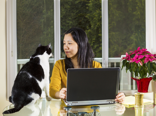 A woman sitting at a glass table with a laptop in front of her. looking at a black and white cat that is sitting on the table next to her. In the background, there is a large window showcasing a view of dense green foliage. To the right of the woman, there is a red vase holding a vibrant pink poinsettia plant. A yellow notepad, a closed pen, a pair of glasses, and a small green and white cup are also on the table.