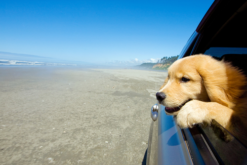 a sandy beach that stretches into the distance along the left side of the frame. On the right, there is a car with its rear window open, from which a golden retriever puppy is leaning out. The dog has its front paws resting on the window's edge.